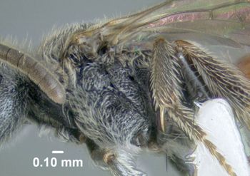 Media type: image;   Entomology 610763 Aspect: thorax lateral